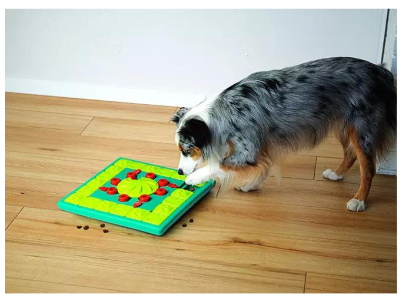 OUTWARD HOUND® JEU DE RÉFLEXION NIVEAU 4
